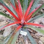 Bromelia pinguin Leht