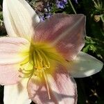 Lilium regale Floare