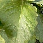 Nicotiana sylvestris Blad