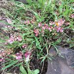 Lepidium nitidum Hàbitat