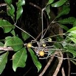 Dutailliopsis gordonii Hábito
