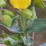 Hypericum cerastoides Deilen