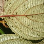 Clidemia septuplinervia Hoja
