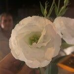 Eustoma grandiflorum Flower