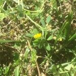 Medicago murex Flower