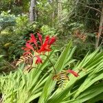 Crocosmia paniculata Flower