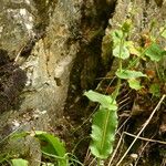 Hieracium amplexicaule Leht