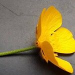 Ranunculus acris Çiçek