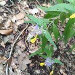 Melampyrum subalpinum Flor