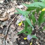 Melampyrum subalpinum Flower