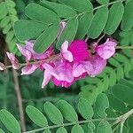 Indigofera tinctoria 花