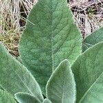 Verbascum phlomoides 葉