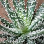 Aloe humilis Hábito