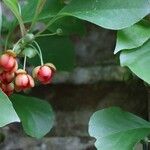 Schisandra rubriflora Flor