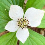 Cornus canadensis Blüte