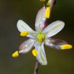 Hooveria parviflora Flower