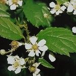 Rubus braeuckeri Flor