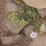 Iberis gibraltarica Yeri