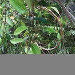 Marsdenia paulforsteri 形態