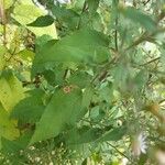 Symphyotrichum cordifolium Blad