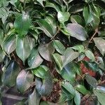 Ficus velutina Hoja