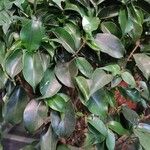 Ficus velutina Blad