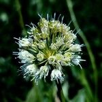 Allium victorialis 花