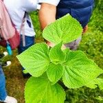 Salvia tiliifolia ഇല