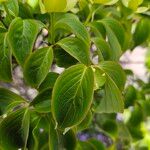 Cornus kousa Leaf