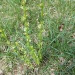 Triodanis perfoliata Blatt