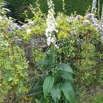 Digitalis purpurea叶