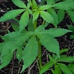 Cleome gynandra Leaf