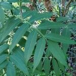 Sambucus australis Folio