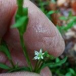 Stellaria alsine Kvet