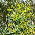 Euphorbia characias ᱵᱟᱦᱟ