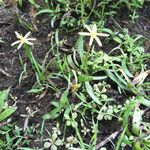 Heteranthera dubia Агульны выгляд