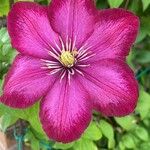 Clematis viticellaКветка