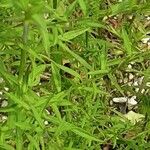 Symphyotrichum ericoides Hoja