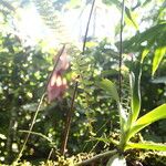 Nephrolepis undulata Blatt