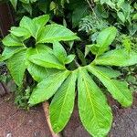Sauromatum venosum Leaf