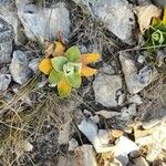 Primula auricula Foglia