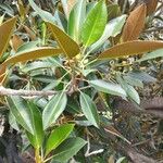Ficus macrophylla Листок