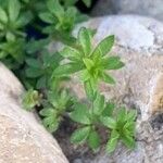 Galium murale Leaf