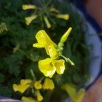 Oxalis pes-capraeCvet