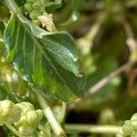 Mercurialis huetii Leaf