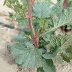 Raphanus sativus 葉