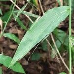 Lasiacis ruscifolia Leaf