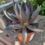 Echeveria affinis Ліст