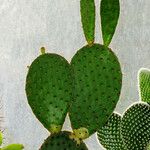 Opuntia rufida Blad