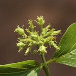Strychnos spinosa Blüte